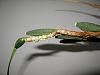 Can I encourage Maxillaria tenuifolia to grow from the base?-img_0382-jpg