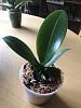 Help on whether to repot small Phalaenopsis-211872915_313115060317501_3298951825830014064_n-jpg