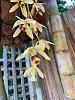 Saw a stanhopea like orchid for sale today. Please help identify.-e7022578-48e5-489b-a0b4-3569d9f8b116-jpg
