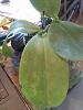 What is wrong with this Phalaenopsis leaf?-img_20210710_102847723-jpg