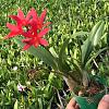What's the ancestry of this cattleya?-imgrc0063381396-jpg
