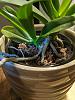 New orchid growing out of base of original orchid-img_20210715_233849-jpg