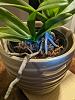 New orchid growing out of base of original orchid-img_20210715_233819-jpg