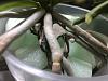 Phalaenopsis Roots-img_6563-jpg