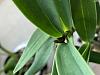 Dendrobium kingianum and lindleyi spiking early? And sunken black leaf spots-bac5c0ca-d65c-4b7d-aac8-25d4f5f064b9-jpg