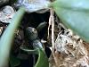 Dendrobium kingianum and lindleyi spiking early? And sunken black leaf spots-50c6b53b-ed67-47aa-b128-c0cc83435d6e-jpg