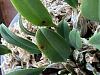 Dendrobium kingianum and lindleyi spiking early? And sunken black leaf spots-469853e2-ce50-45d5-b2fe-d7a4c81923d5-jpg