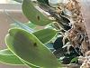 Dendrobium kingianum and lindleyi spiking early? And sunken black leaf spots-1737e1e6-8cea-45cc-9d16-e0a425ce34ea-jpg