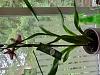 Need help with identifying  2 of these noid orchids-20210721_082002-jpg