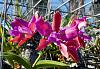 More &quot;While I was away&quot;-cattleya-leopoldii-peloric-jpg