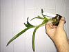 Dendrobium Seedlings just not growing-dendrobium_triple-fantasy_20210724_seca-jpg