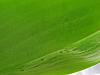 Phal with weird bumpy leaf surface-20210802_153801-jpg