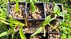 Assorted young orchids rescued.-20210803_102037-jpg