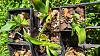 Assorted young orchids rescued.-20210803_101959-jpg