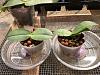 1st Foray into Semi Hydroponics - Two Phalaenopsis Gigantea Seedlings-delete-29-jpg