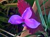 Tillandsia Cyanea in Bloom-20210814_080829-jpg