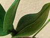 Dendrobium phalenopsis , shriveled leaves.-img_20210817_145751-jpg