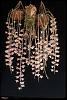 Dendrobium aphyllum care-scan0087sm-jpg