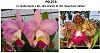 About the spotted Cattleya species-fo275-rev-2-crop-jpg