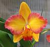 Color Changes of Flowers-20210823_115524-2-jpg