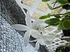 Cattleya intermedia alba-intermedia-alba-jpg