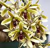 Inobulbon (Dendrobium) munificum-inobulbon-munificum-closeup-jpg