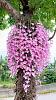 what model ;) orchid is this?-9baf543c-ea56-4a84-b91a-47669d64f7f6-jpg