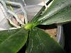 Phalaenopsis corningiana specific care-img_0489-jpg