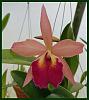 Cattleya Suggestions: Compact Growth / Large Flowers-rby-nodosa-rlc-taeko-tamaki-jpg
