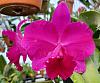 Cattleya Suggestions: Compact Growth / Large Flowers-20210702_164802-2-jpg