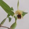 C. Fimbriata flowering length-img_20210906_143431-jpg
