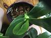 Phalaenopsis gigantea - long term growing project-f629cc6f-00f8-48cd-95da-3ce28a5adb24-jpg
