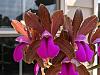 Cattleya bicolor season-241634843_400569041639295_6134763244778266604_n-jpg