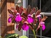 Cattleya bicolor season-241723339_400569088305957_960471070669877635_n-jpg