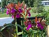 Cattleya bicolor season-241765672_400569141639285_7874118115280403342_n-jpg