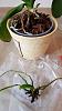 reviving a very small orchid with no roots?-orchid-1-jpg