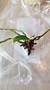 reviving a very small orchid with no roots?-orchid-2-jpg
