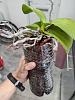 Orchid help - repotting needed?-img_20210912_160601-jpg