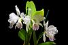 Cattleya labiata var. amoena 'Fowliana'-dsc_0002-jpg