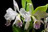 Cattleya labiata var. amoena 'Fowliana'-dsc_0012-jpg