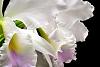 Cattleya labiata var. amoena 'Fowliana'-dsc_0018-jpg