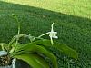 Phalaenopsis Violacea Alba-alba_new4-jpg