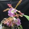 Which parent creates this in Cattleya hybrids?-cattleya-bl-helen-digbyana-tenebrosa-orchid-jpg