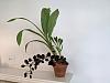 Catasetum Flower Spike Development-pxl_20210918_120530638-jpg