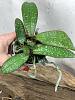 I just purchased a phalaenopsis schilleriana with 2 keikis. Help!-l1600-jpg