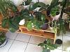 windowsill phalaenopsis phamily-acccba23-79ef-4d9b-8a25-7000b6471dc7-jpg