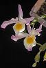 Dendrobium findlayanum-01-scan00018__old-jpg