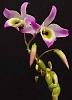 Dendrobium findlayanum-02-findlay_1___new-jpg
