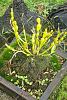 Dendrobium findlayanum-03-findlayanum-seedlingssm-jpg