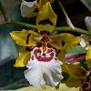 What Oncidium would this be?-jpg